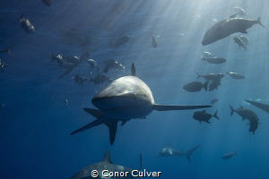 Curious Silky Shark by Conor Culver 